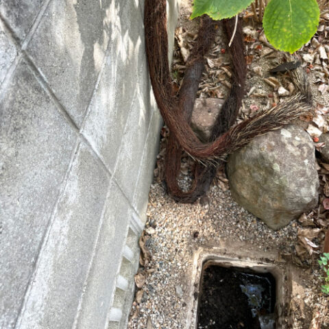 これは木の根です。
this is a tree root.