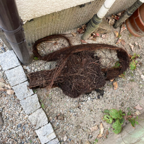 これは木の根です。
this is a tree root.
